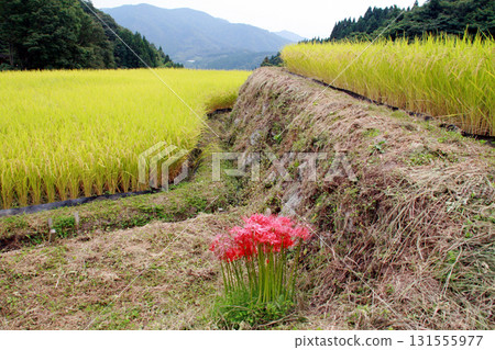 Sawajiri Rice Terraces (Marumori Town, Igu District, Miyagi Prefecture) 131555977
