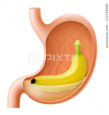 Human Stomach with banana fruit. The stomach digests bananas. A stomach filled with healthy and wholesome food. Proper nutrition. Realistic 3d Vector illustration. Food digestion process illustration 131556089