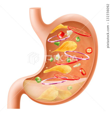 Human Stomach filled full by fast food. Gastric juice digesting many food in Stomach. Stomach with seasoned chips inside Illustration about digestive system. Realistic 3d Vector Human Stomach filled full by fast food. Gastric juice digesting many food in Stomach. Stomach with seasoned chips inside Illustration about digestive system. Realistic 3d Vector 131556092