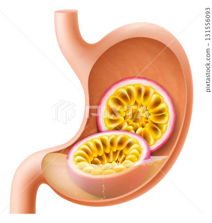 Human Stomach with passion fruit. The stomach digests passion fruits. A stomach filled with healthy and wholesome food. Proper nutrition. Realistic 3d Vector illustration. Food digestion process. 131556093
