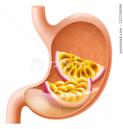 Human Stomach with passion fruit. The stomach digests passion fruits. A stomach filled with healthy and wholesome food. Proper nutrition. Realistic 3d Vector illustration. Food digestion process. 131556094