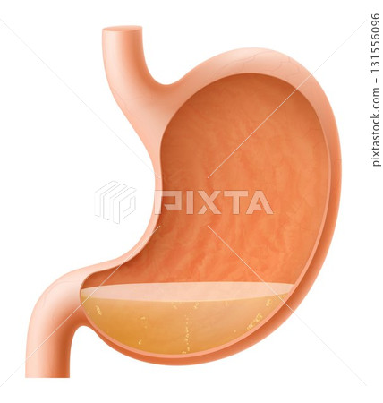 Human Stomach with gastric juice isolated. Internal human organ stomach in cross section. Illustration of a healthy human stomach, which regulates digestive process. Realistic 3d Vector illustration. 131556096