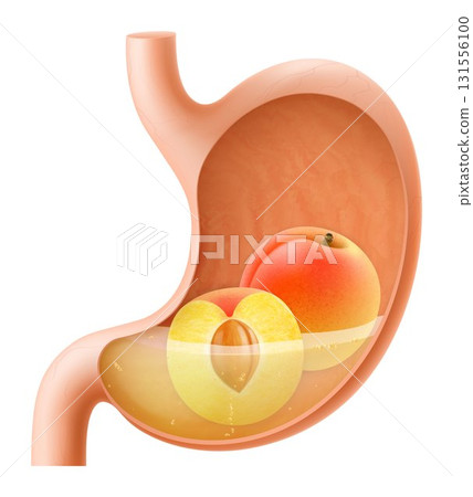 Human Stomach with peach fruit. The stomach digests peaches. A stomach filled with healthy and wholesome food. Proper nutrition. Realistic 3d Vector illustration. Food digestion process illustration 131556100