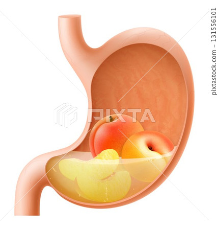 Human Stomach with peach fruit. The stomach digests peaches. A stomach filled with healthy and wholesome food. Proper nutrition. Realistic 3d Vector illustration. Food digestion process illustration 131556101