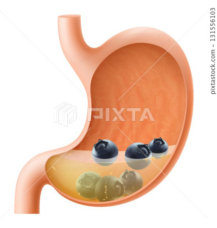 Human Stomach with blueberry. The stomach digests blueberry. A stomach filled with healthy and wholesome food. Proper nutrition. Realistic 3d Vector illustration. Food digestion process illustration 131556103