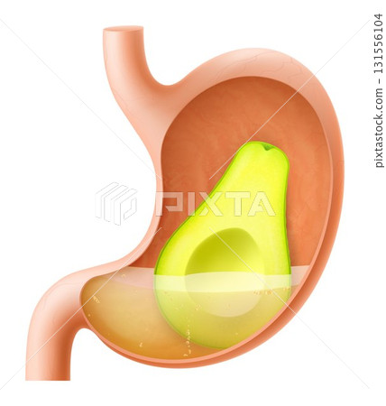 Human Stomach with avocado fruit. The stomach digests avocado. A stomach filled with healthy and wholesome food. Proper nutrition. Realistic 3d Vector illustration. Food digestion process illustration 131556104