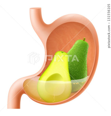 Human Stomach with avocado fruit. The stomach digests avocado. A stomach filled with healthy and wholesome food. Proper nutrition. Realistic 3d Vector illustration. Food digestion process illustration Human Stomach with avocado fruit. The stomach digests avocado. A stomach filled with healthy and wholesome food. Proper nutrition. Realistic 3d Vector illustration. Food digestion process illustration 131556105