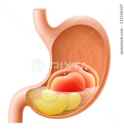 Human Stomach with peach fruit. The stomach digests peach. A stomach filled with healthy and wholesome food. Proper nutrition. Realistic 3d Vector illustration. Food digestion process illustration 131556107