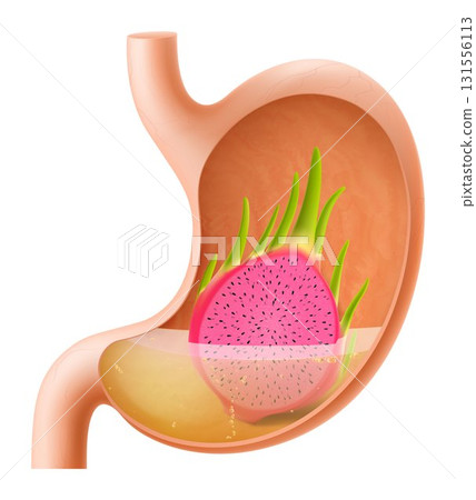 Human Stomach with dragon fruit. The stomach digests dragon fruit. A stomach filled with healthy and wholesome food. Proper nutrition. Realistic 3d Vector illustration. Food digestion process Human Stomach with dragon fruit. The stomach digests dragon fruit. A stomach filled with healthy and wholesome food. Proper nutrition. Realistic 3d Vector illustration. Food digestion process 131556113