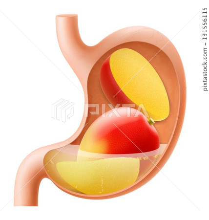 Human Stomach with mango fruit. The stomach digests mango . A stomach filled with healthy and wholesome food. Proper nutrition. Realistic 3d Vector illustration. Food digestion process illustration Human Stomach with mango fruit. The stomach digests mango . A stomach filled with healthy and wholesome food. Proper nutrition. Realistic 3d Vector illustration. Food digestion process illustration 131556115