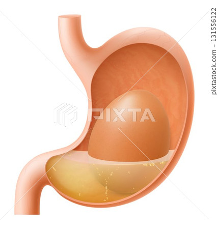 Human Stomach with egg. The stomach digests boiled chicken egg. A stomach filled with healthy food. Proper nutrition. Realistic 3d Vector illustration. Food digestion process illustration 131556122