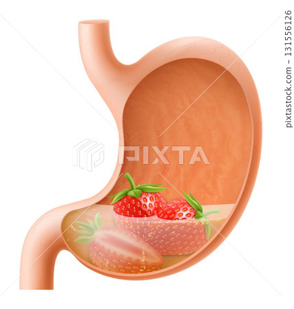 Human Stomach with strawberry. The stomach digests strawberry. A stomach filled with healthy and wholesome food. Proper nutrition. Realistic 3d Vector illustration. Food digestion process illustration 131556126