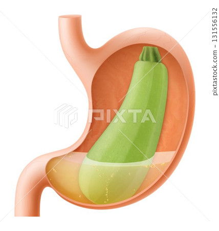 Human Stomach with zucchini, The stomach digests zucchini. A stomach filled with healthy and wholesome food. Proper nutrition. Realistic 3d Vector illustration. Food digestion process illustration 131556132