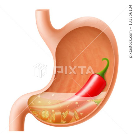 Human Stomach with chili pepper. The stomach digests chili pepper. A stomach filled with wholesome food. Proper nutrition. Realistic 3d Vector illustration. Food digestion process illustration 131556134