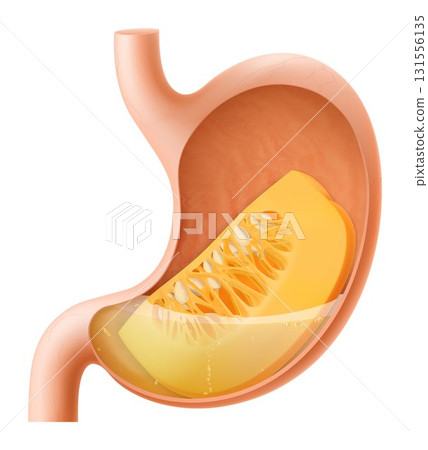 Human Stomach with pumpkin. The stomach digests pumpkin. A stomach filled with healthy and wholesome food. Proper nutrition. Realistic 3d Vector illustration. Food digestion process illustration 131556135