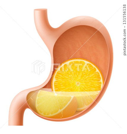 Human Stomach with orange fruit. The stomach digests orange. A stomach filled with healthy and wholesome food. Proper nutrition. Realistic 3d Vector illustration. Food digestion process illustration Human Stomach with orange fruit. The stomach digests orange. A stomach filled with healthy and wholesome food. Proper nutrition. Realistic 3d Vector illustration. Food digestion process illustration 131556138