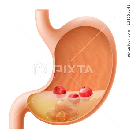 Human Stomach with red currant. The stomach digests currant. A stomach filled with healthy and wholesome food. Proper nutrition. Realistic 3d Vector illustration. Food digestion process illustration Human Stomach with red currant. The stomach digests currant. A stomach filled with healthy and wholesome food. Proper nutrition. Realistic 3d Vector illustration. Food digestion process illustration 131556141