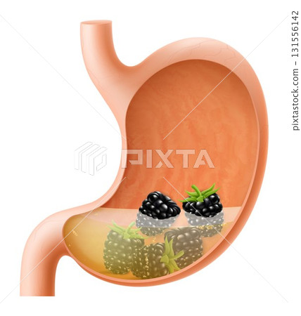 Human Stomach with blackberry. The stomach digests blackberry. A stomach filled with healthy and wholesome food. Proper nutrition. Realistic 3d Vector illustration. Food digestion process illustration Human Stomach with blackberry. The stomach digests blackberry. A stomach filled with healthy and wholesome food. Proper nutrition. Realistic 3d Vector illustration. Food digestion process illustration 131556142