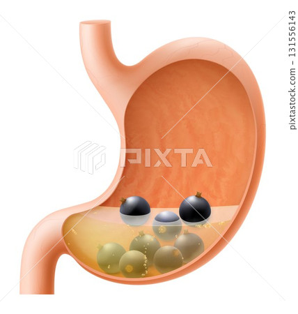 Human Stomach with black currant. The stomach digests currant. A stomach filled with healthy and wholesome food. Proper nutrition. Realistic 3d Vector illustration. Food digestion process illustration 131556143