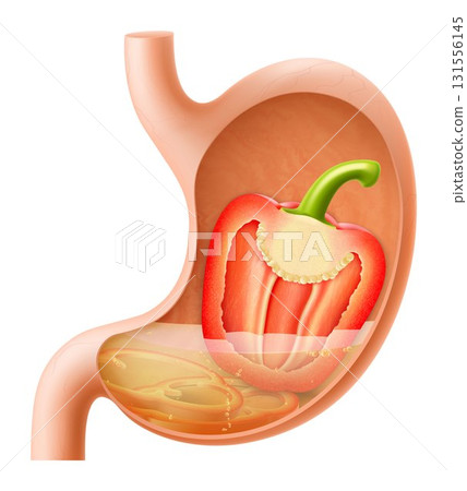 Human Stomach with bell pepper. The stomach digests pepper. A stomach filled with healthy and wholesome food. Proper nutrition. Realistic 3d Vector illustration. Food digestion process illustration 131556145