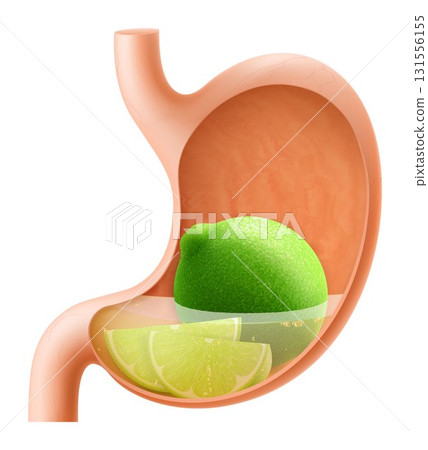 Human Stomach with lime fruit. The stomach digests lime. A stomach filled with healthy and wholesome food. Proper nutrition. Realistic 3d Vector illustration. Food digestion process illustration 131556155