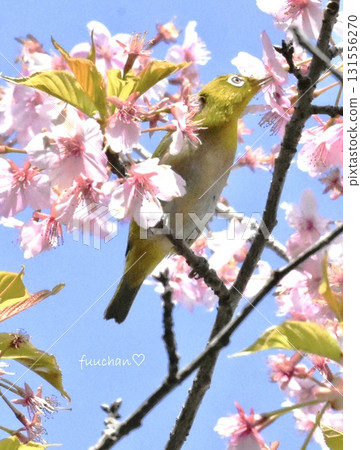 Kawazu cherry blossoms and Japanese white-eyes [Sakura Castle Ruins Park] 131556270