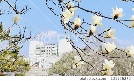 從千葉縣佐倉城跡公園眺望佐倉市政廳 從千葉縣佐倉城跡公園眺望佐倉市政廳 131556273