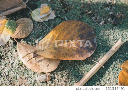 Fallen leaves of white magnolia Fallen leaves of white magnolia 131556491