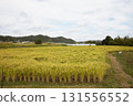 Rural scenery: rice cultivation 131556552