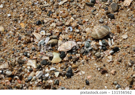 Close-up view of a sandy beach with washed-out pebbles and shells Close-up view of a sandy beach with washed-out pebbles and shells 131556562