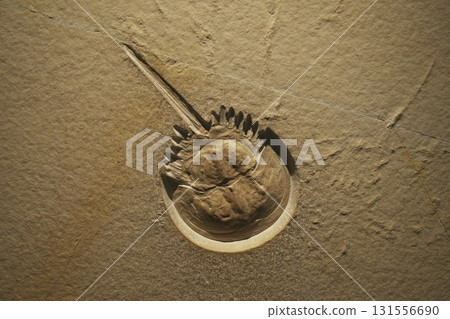 Fukui Prefectural Dinosaur Museum Fukui Prefectural Dinosaur Museum 131556690