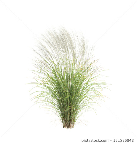3d illustration of bush Nassella tenuissima isolated on transparent backgroun 3d illustration of bush Nassella tenuissima isolated on transparent backgroun 131556848