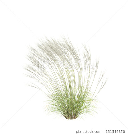 3d illustration of bush Nassella tenuissima isolated on transparent backgroun 3d illustration of bush Nassella tenuissima isolated on transparent backgroun 131556850