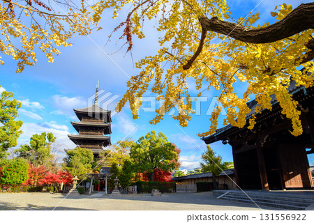 Five-storied pagoda of Toji Temple and colored leaves 131556922