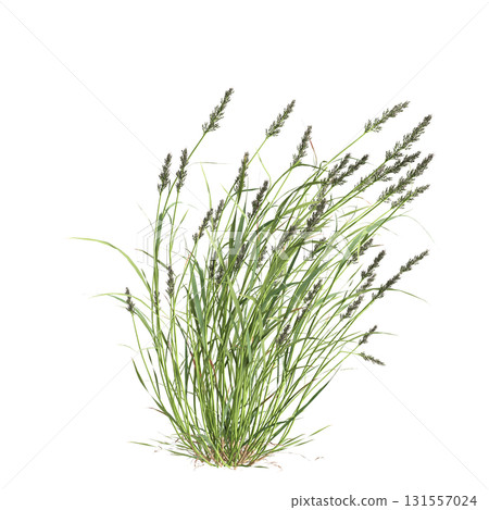 3d illustration of bush Polypogon fugax isolated on transparent background 3d illustration of bush Polypogon fugax isolated on transparent background 131557024