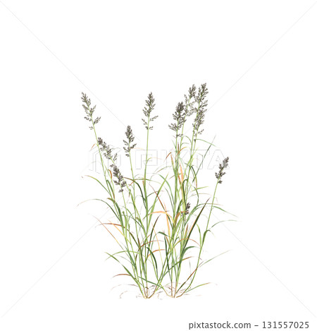 3d illustration of bush Polypogon fugax isolated on transparent background 131557025