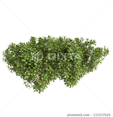 3d Illustration of Buxus Microphylla Green Shrub isolated on transparent ba.. 131557029