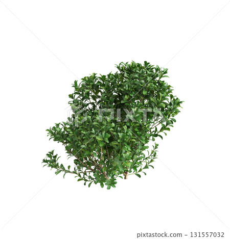 3d Illustration of Buxus Microphylla Green Shrub isolated on transparent ba.. 131557032