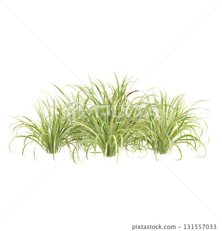 3d Illustration of Arrhenatherum Elatius Grass Plant isolated on transparen.. 131557033