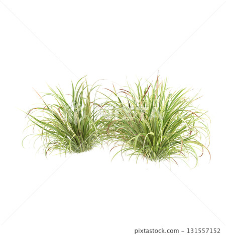 3d Illustration of Arrhenatherum Elatius Grass Plant isolated on transparen.. 3d Illustration of Arrhenatherum Elatius Grass Plant isolated on transparen.. 131557152