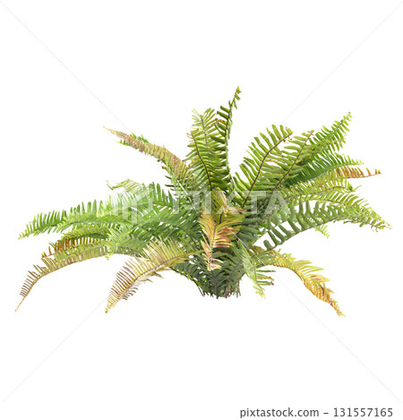 3d Illustration of Green Fern Plant for Decoration isolated transparent bac.. 3d Illustration of Green Fern Plant for Decoration isolated transparent bac.. 131557165
