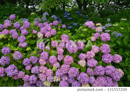 Hydrangea flowers at Gongendo Tsutsumi, Satte City Hydrangea flowers at Gongendo Tsutsumi, Satte City 131557209