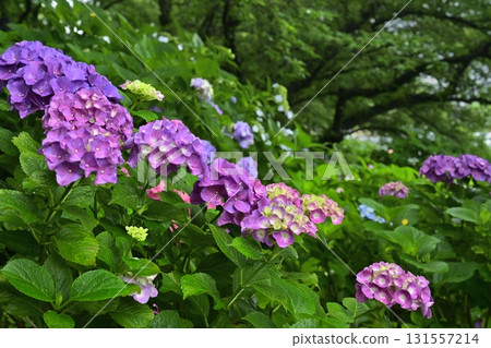 佐手市權現堂堤的繡球花 佐手市權現堂堤的繡球花 131557214