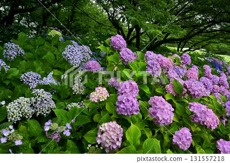 佐手市權現堂堤的繡球花 佐手市權現堂堤的繡球花 131557218