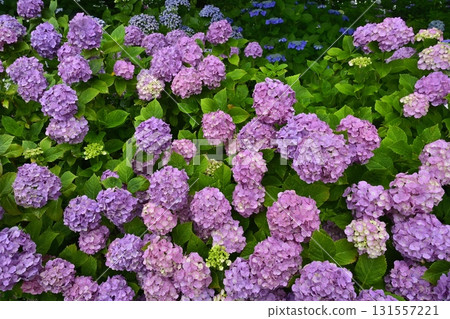 佐手市權現堂堤的繡球花 131557221