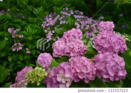 佐手市權現堂堤的繡球花 131557223