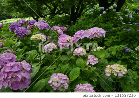 Hydrangea flowers at Gongendo Tsutsumi, Satte City 131557230
