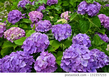 Hydrangea flowers at Gongendo Tsutsumi, Satte City 131557233