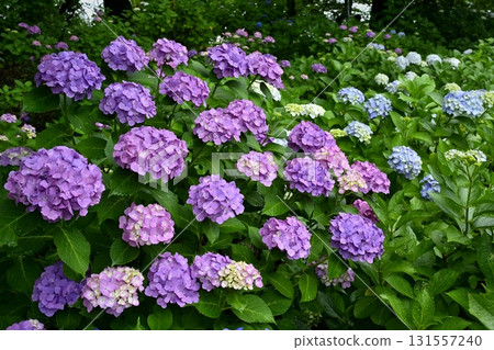 佐手市權現堂堤的繡球花 131557240