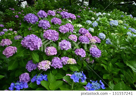 佐手市權現堂堤的繡球花 佐手市權現堂堤的繡球花 131557241